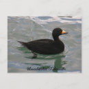 Suche nach zugvögel poster Alaska