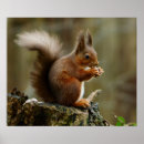 Recherche de fauna posters Forest