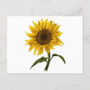 Suche nach glückliche sonne postkarten Sonnenblume