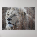 Suche nach könig der tiere poster Afrika