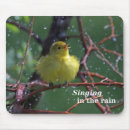 Suche nach trällerer Vögel im regen