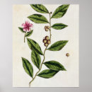 Suche nach grüner tee poster Blumen