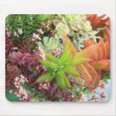 Recherche de sedum tapis souris Succulent