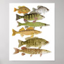 Suche nach hecht poster Bass