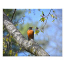 Recherche de sein rouge art Oiseau