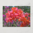 Suche nach bougainvillea postkarten Tropisch