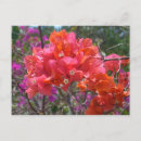 Recherche de bougainvillea cartes postales Tropical