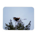 Recherche de aigles magnets Faune