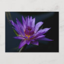 Suche nach lila wasserlilien postkarten Lotus