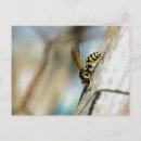 Recherche de veste cartes postales Insecte