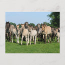 Recherche de poulain cartes postales Cheval