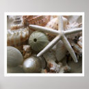 Suche nach muscheln kunst Seeigel