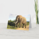 Suche nach südafrika karten Elefant
