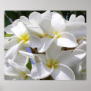 Recherche de musicales posters Fleurs