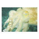 Recherche de seiches posters Océan