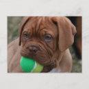 Recherche de mastiff cartes postales Chiot