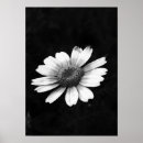 Suche nach chrysanthemen poster Flora