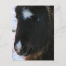 Recherche de chevaux neige cartes postales Noir