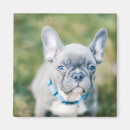 Suche nach franziskaner magnete Niedliche tiere