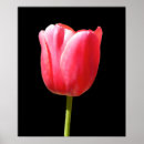 Recherche de tulipes noires posters Botanique