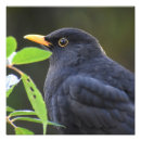Suche nach schwarzer vogel poster Schwarzwild