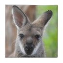 Recherche de wallaby Kangourou
