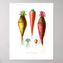 Recherche de de carottes posters Légumes