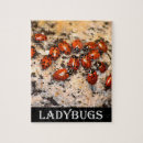 Recherche de ladybug puzzles Insecte