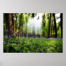 Suche nach blaue glocke poster Wald