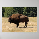 Recherche de buffle indien posters Bison