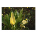 Suche nach skunk poster Kohl