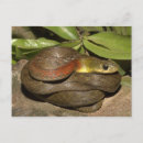 Recherche de constricteur cartes postales Serpent
