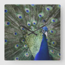 Recherche de plumes de paon horloges Nature