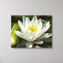Suche nach wasserlilien leinwandbilder Lilienpolster