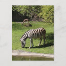 Recherche de gazelle cartes postales Animal