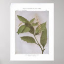 Suche nach tauber poster Blume