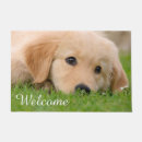 Suche nach goldene welpen Golden retriever