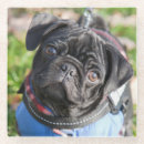 Recherche de carlins dessous de verres Chiot