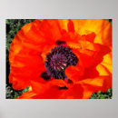 Suche nach staubgefäß poster Blume