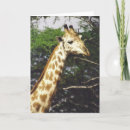 Suche nach masai Giraffe