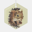 Suche nach niedliches eichhörnchen ornamente Natur