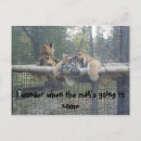 Recherche de tigres mignons cartes postales Zoo