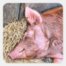 Suche nach niedliches schwein aufkleber Tiere