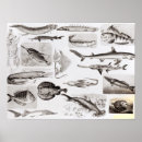 Suche nach zoologie poster Marine