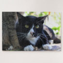 Recherche de chat smoking puzzles Félin