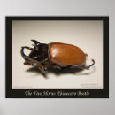 Recherche de scarabées posters Coléoptère