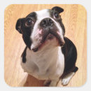 Suche nach boston terrier aufkleber Haustier