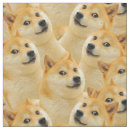 Recherche de inus de shiba Animaux