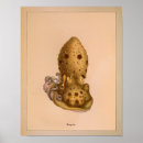 Recherche de mollusque posters Céphalopode