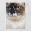 Recherche de chat neige cartes postales Mignon